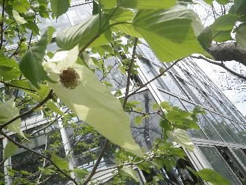 写真：「ハンカチノキ」
