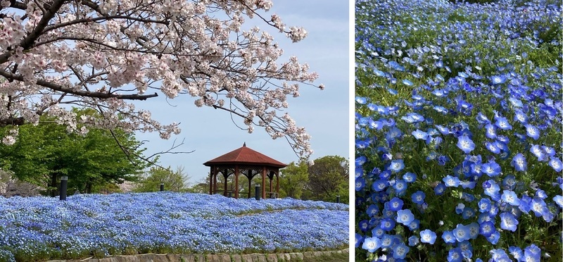 「農業文化園・戸田川緑地」花の写真