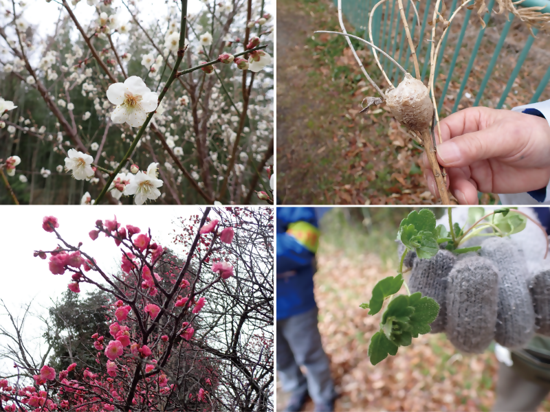 写真:植物や生き物の様子