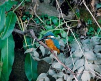 写真：堀川に住むカワセミ