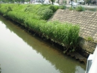 写真:ヨシの植生