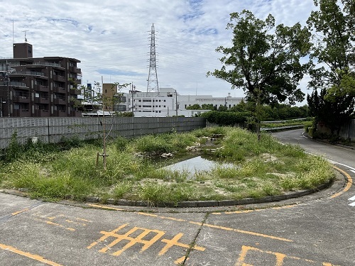 写真:生物多様性センター整備後のビオトープの様子