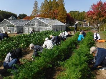 講座の参加者の皆さんが畑で実習を行っている写真