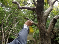 スズメバチ捕獲トラップを取り外している写真です。