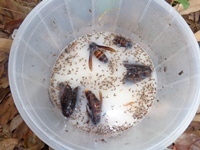 取り外したトラップの中の写真です。