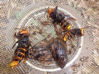 トラップに入っていた虫の写真です。