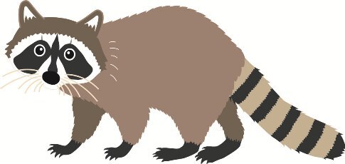 アライグマのイラスト