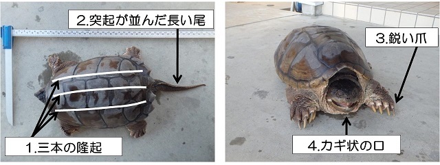 写真:カミツキガメの特徴