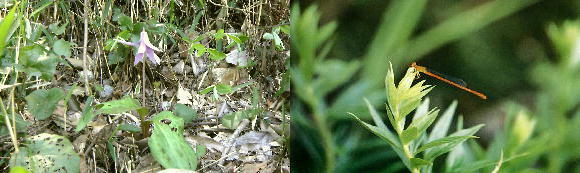 写真:カタクリとベニイトトンボ