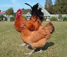 名古屋コーチンの写真