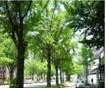 写真：なごや街路樹の景、市内の代表的な並木道、市内の街路樹の現状など市内の街路樹に関すること