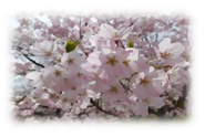 写真：さくらの名所応援寄附金