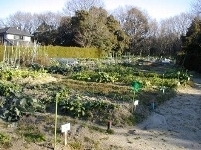 野菜が育っている市民農園の様子の写真