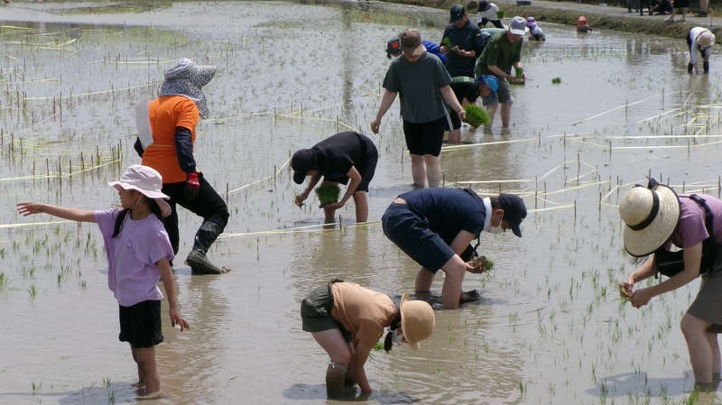 令和8年度田んぼアート参加者募集