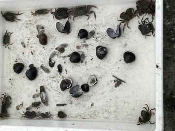 写真：貝やカニ