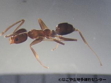 写真:アルゼンチンアリ1