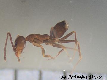 写真:アルゼンチンアリ2