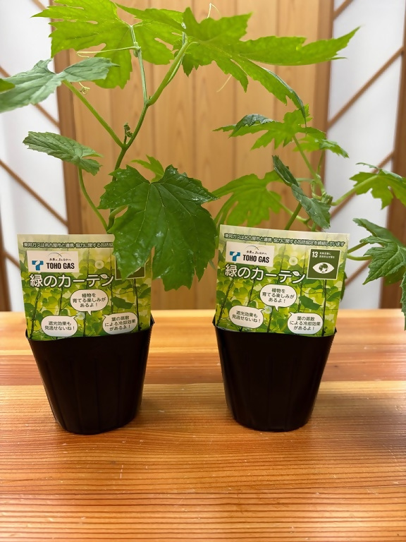 写真:ゴーヤの苗