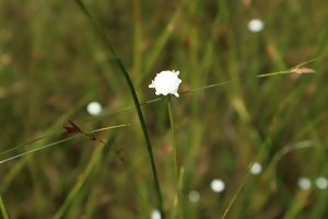 写真:シラタマホシクサ
