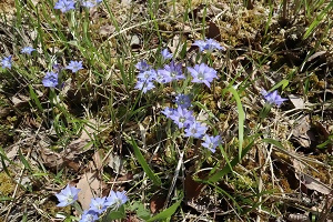 写真:ハルリンドウ