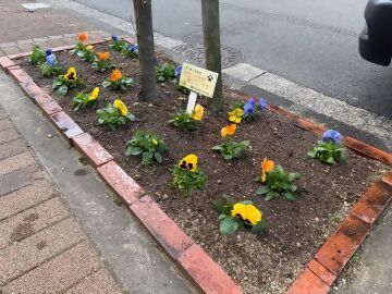 写真:植えた後の花壇の様子
