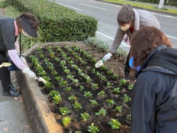 写真:地域の方が彩りを調整しながら、花を植えている様子