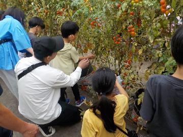 写真:ミニトマトの古い葉を取り除く様子