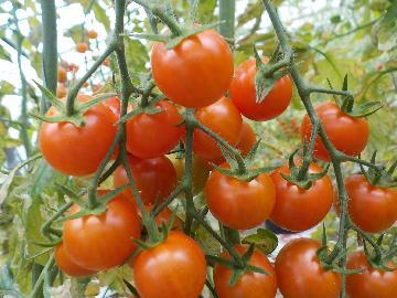 写真:ミニトマト