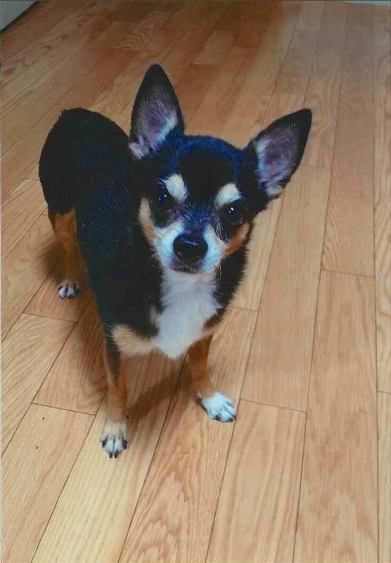 犬の写真エース