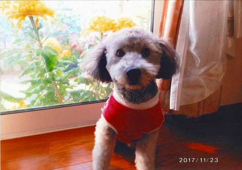 犬の写真ぷー助