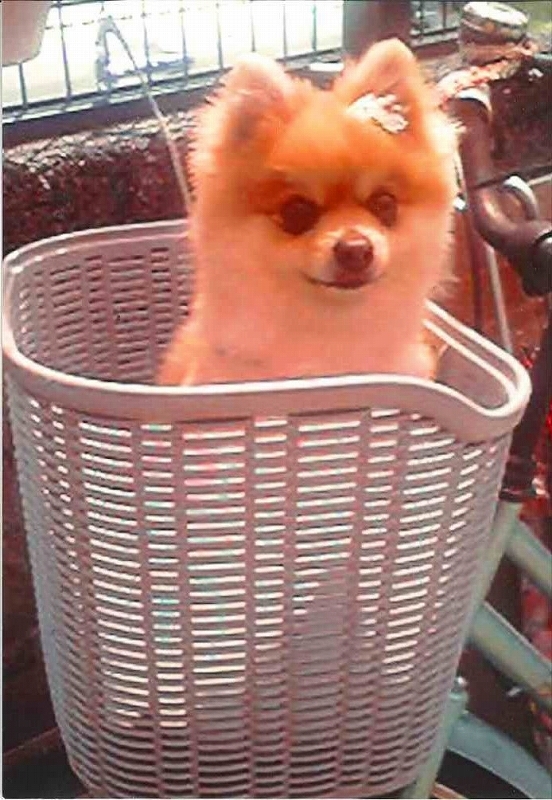 犬の写真アンディ