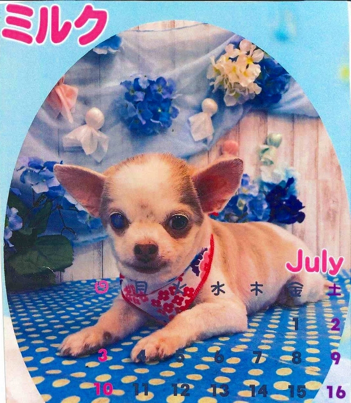 犬の写真ミルク