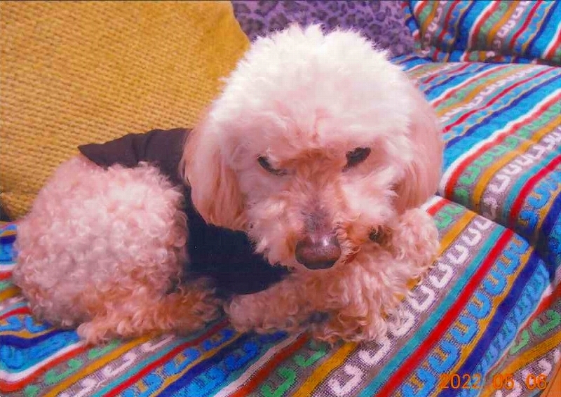 犬の写真シナモン