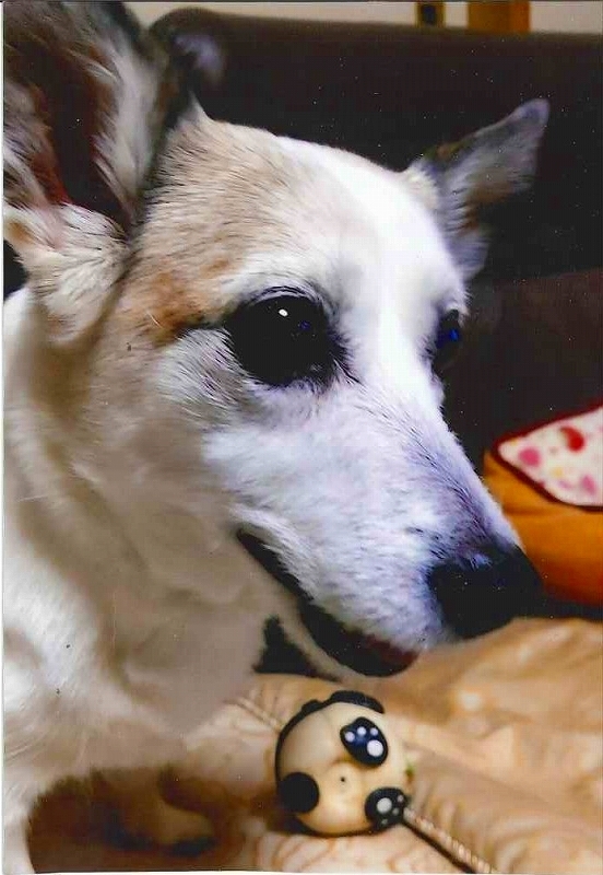 犬の写真ももこ