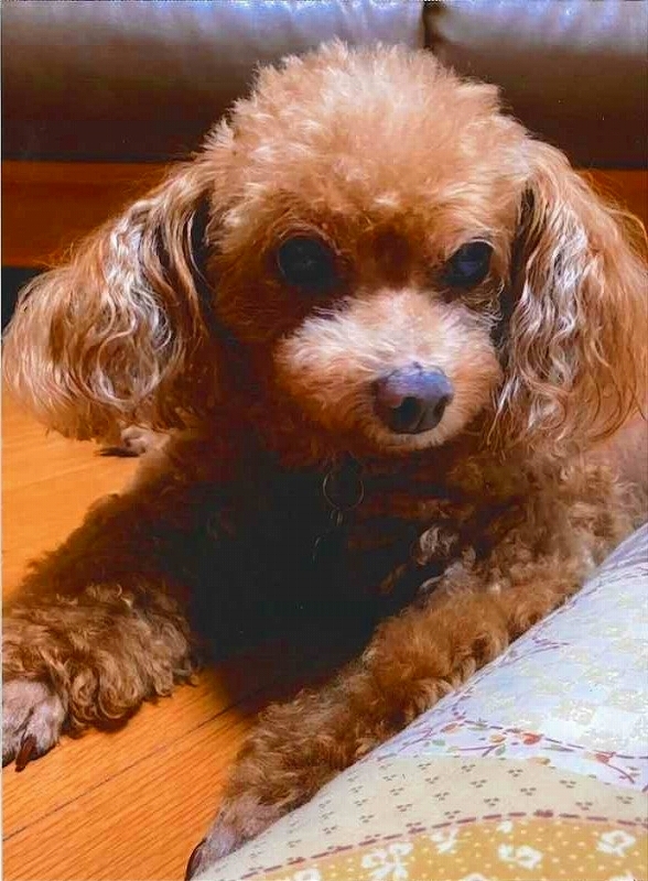 犬の写真アンズ