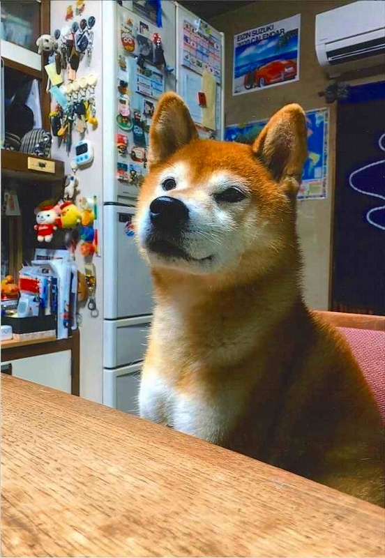 犬の写真リュウ