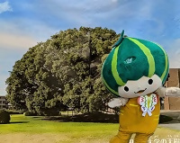 写真:ミートかぼっちのイメージ