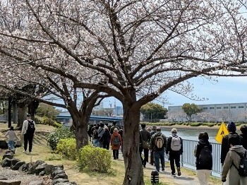 写真:桜とウォーキング参加者