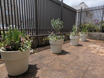 写真:お花植えプロジェクト