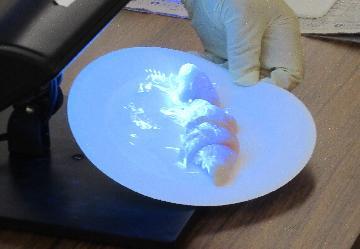 鶏肉に蛍光剤入りローションを塗り、切ったものにUVライトを当てた写真です。
