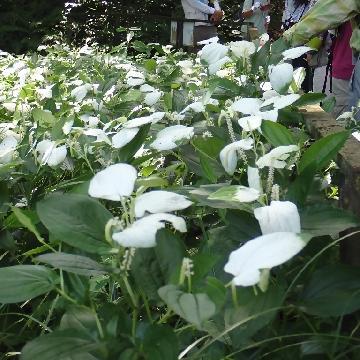 群生するハンゲショウの写真です