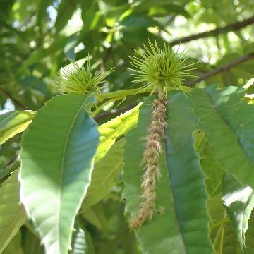 クリの雄花と雌花の写真です