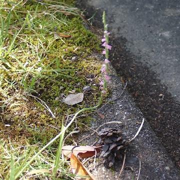 ネジバナの写真です