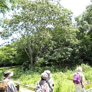 ネムノキの写真です