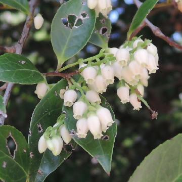 シャシャンボの花の写真です