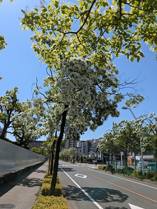 写真：なんじゃもんじゃの木