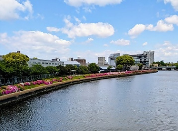 写真：プロムナードのツツジ