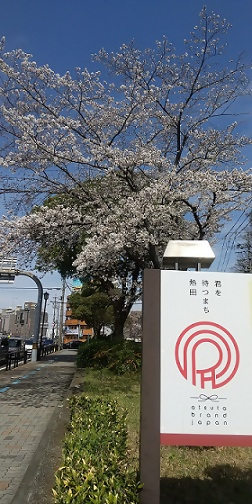 写真：桜の木と熱田ブランドロゴマーク