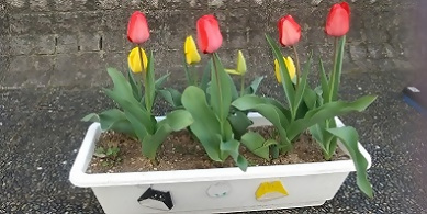 写真：きれいに咲く赤や黄色のチューリップ