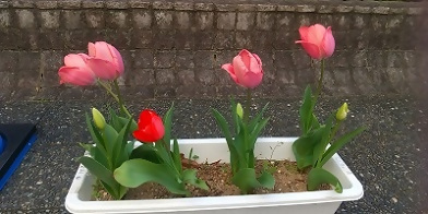 写真：きれいに咲くピンク色のチューリップ